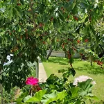 солакови ** 4*